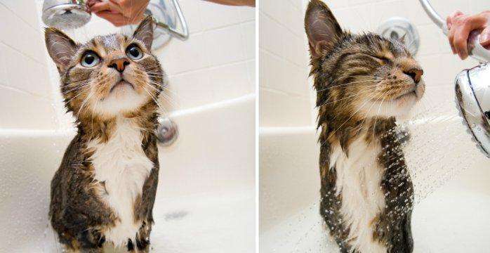 猫咪洗澡多久一次（给猫咪洗澡的正确方法）-大盘站插图