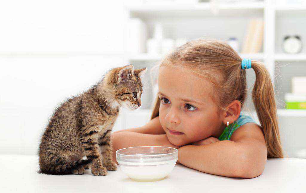 猫可以吃人类的酸奶吗（猫可以喝人喝的牛奶吗）-大盘站插图1