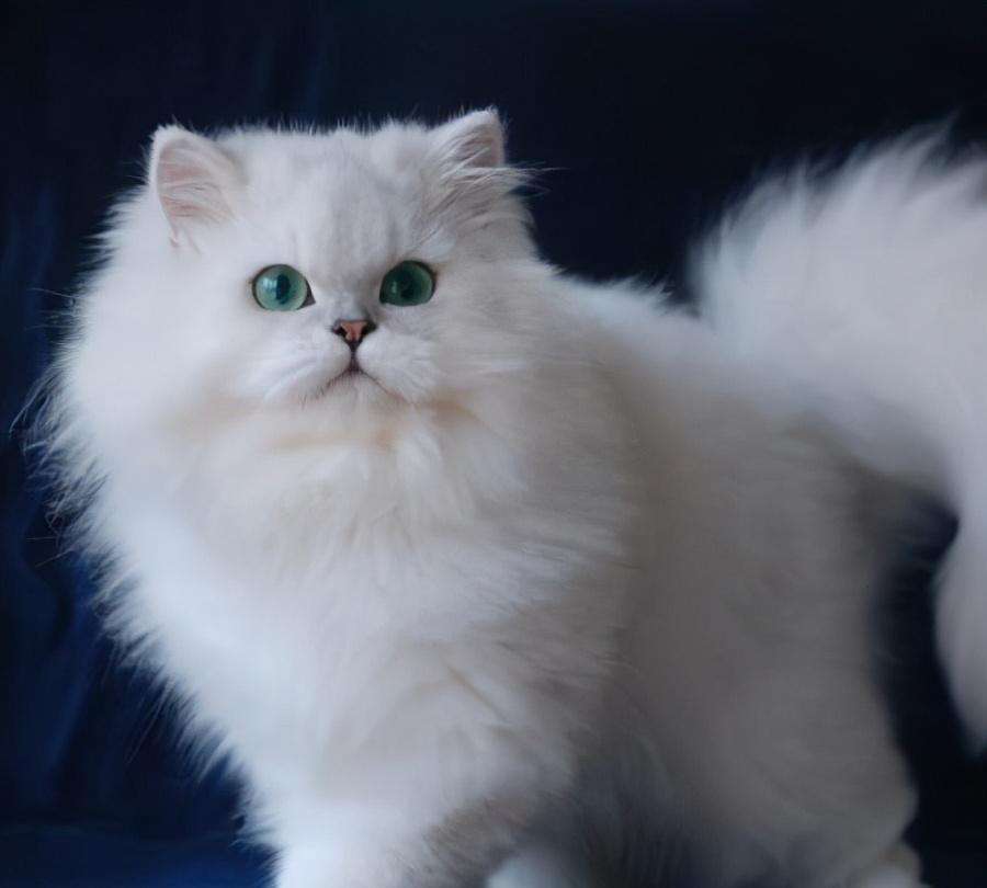金吉拉属于什么档次的猫（金吉拉猫什么品种,什么颜色最贵）-大盘站插图