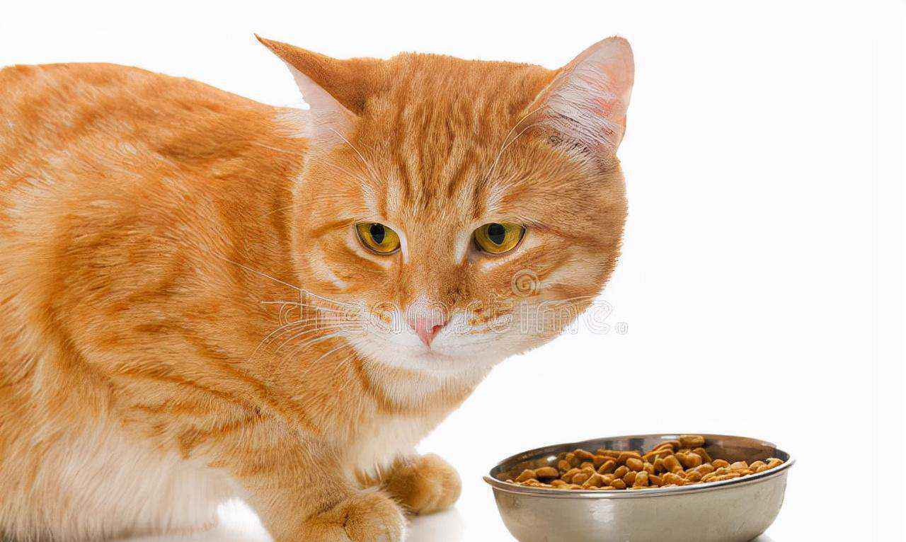 猫会挑食把自己饿死吗（猫不吃不喝能活几天）-大盘站插图1