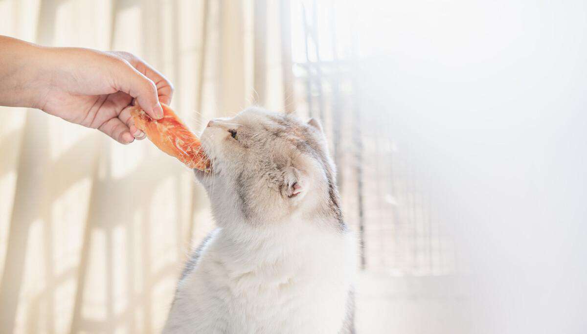 猫会挑食把自己饿死吗（猫不吃不喝能活几天）-大盘站插图4
