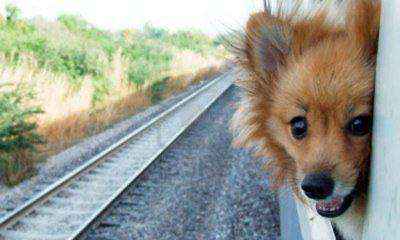 坐火车可以带宠物吗（宠物能带上火车吗）-大盘站插图6