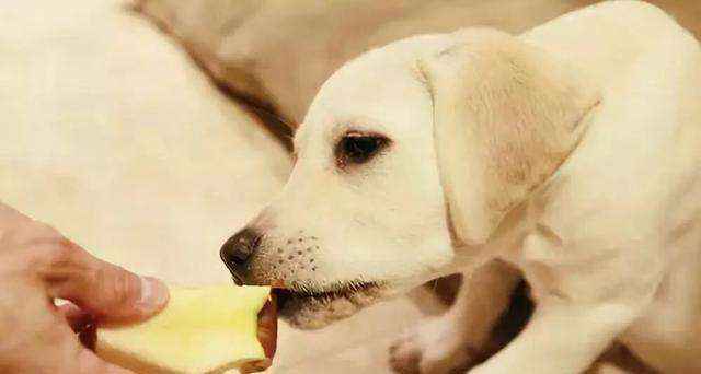 狗狗可以吃柚子吗（狗狗可以吃花生或猕猴桃吗）-大盘站插图