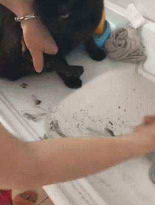 猫可以用人的沐浴露吗（宠物猫能用人的沐浴露吗）-大盘站插图