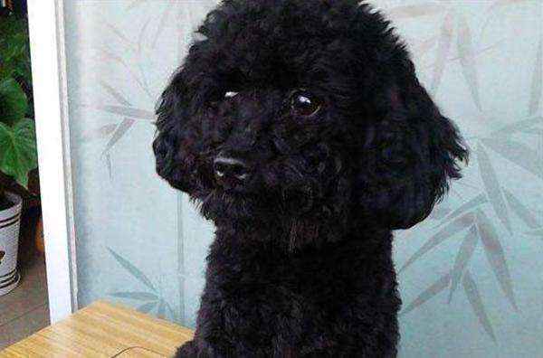 黑色的泰迪狗很稀有吗（黑泰迪和正常泰迪哪个贵）-大盘站插图1
