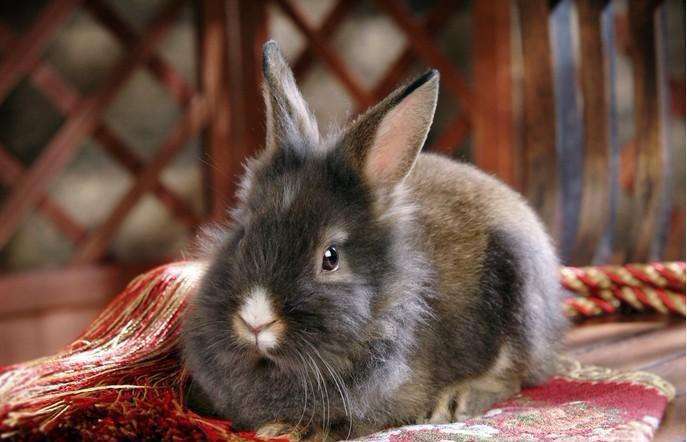 宠物兔中最漂亮的排名（十大最漂亮的兔子）-大盘站插图5