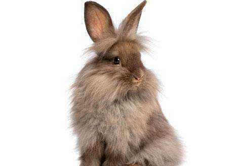 宠物兔中最漂亮的排名（十大最漂亮的兔子）-大盘站插图6