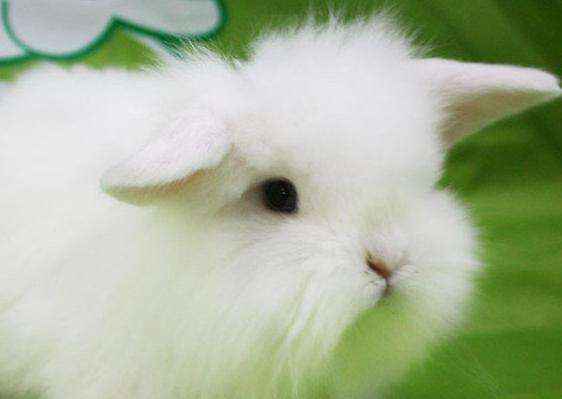 宠物兔中最漂亮的排名（十大最漂亮的兔子）-大盘站插图13