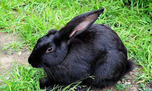 宠物兔中最漂亮的排名（十大最漂亮的兔子）-大盘站插图18
