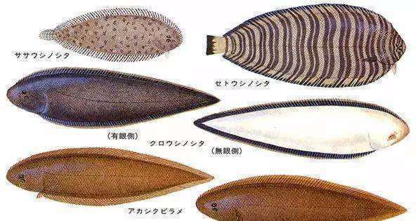 巴沙鱼是什么鱼（巴沙鱼生活在什么水域里面）-大盘站插图2