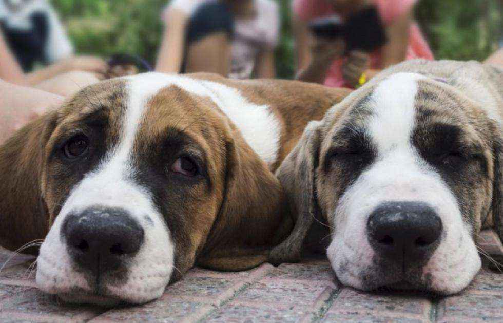 美国最受欢迎的100组小狗名字