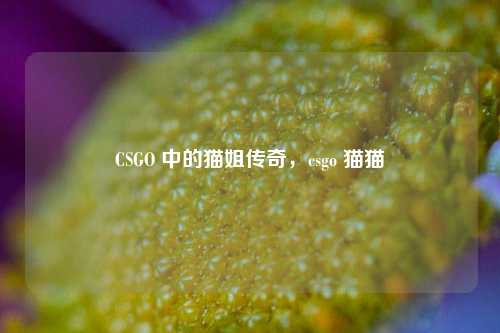 CSGO 中的猫姐传奇，csgo 猫猫