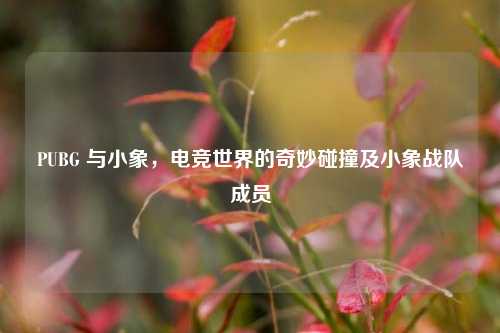 PUBG 与小象,电竞世界的奇妙碰撞及小象战队成员